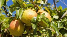 6 Manfaat Buah Pir Sesegar Rasanya