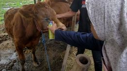 Tips Memilih Hewan Kurban yang Sehat dan Berkualitas