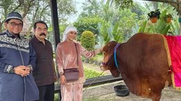 Inul Daratista Kurban 5 Sapi Jumbo, Telan Biaya Nyaris Rp1 Miliar