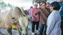 Pramono: Kurang Lebih 69 Ribu Hewan Kurban Disembelih di Jakarta