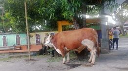 Prabowo Kurban Sapi 1,25 Ton di Masjid Istiqlal