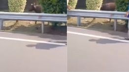 Sapi Lepas di Tol Jakarta-Serpong, Bikin Lalu Lintas Macet!