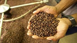 Daftar Negara Produsen Kopi Terbesar di Dunia, Indonesia Nomor Berapa?