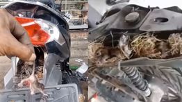 Motor Sering Mati, Pas Dicek Ternyata Banyak Anak Tikus