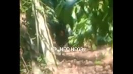 Petik Kopi di Kebun, Nenek di Lampung Tewas Diserang Beruang