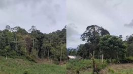 Penampakan 25 Hektare Ladang Ganja di Aceh yang Ditemukan Bareskrim Polri, Satu Tersangka Buron