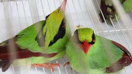Kemenhut Usut Jejak Perdagangan 711 Burung Liar di Sumsel