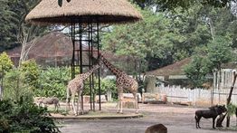 Pemkot Bandung Minta Kemenhut Tinjau Ulang Izin Bandung Zoo