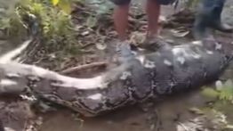 Petani di Buton Selatan Tewas Ditelan Ular Piton Sepanjang 8 Meter