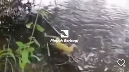 Dilaporkan Hilang, Mayat Bocah 6 Tahun Ditemukan Tewas Mengambang di Sungai