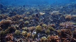 Terumbu Karang di Pulau Bontosua Dinilai Setara dengan yang Alami Berkat Teknologi AI