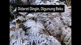 Viral, Tanaman di Gunung Bromo Membeku