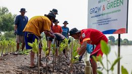 Peringati Hari Mangrove Sedunia, BRI Pertegas Komitmen Selamatkan Lingkungan Lewat Perbaikan Ekosistem Pesisir