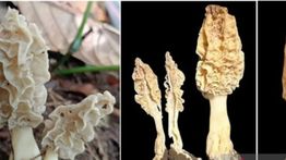 Spesies Baru Jamur Morel Ditemukan di Gunung Rinjani