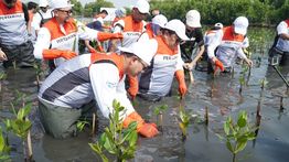 Tumbuhkan Cinta Lingkungan, Pertamina dan Siswa SD Tanam Puluhan Ribu Mangrove