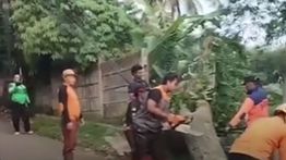 Pohon Raksasa Tumbang, Ayah dan Dua Anak Tertimpa di Sukabumi
