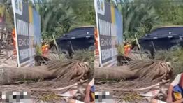 Warga Mempawah Kalbar Tewas Tertimpa Pohon Palem