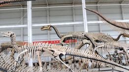 Fosil Tulang Paha Tyrannosaurus Terpanjang di Asia Ditemukan