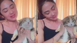 Kucing Mahal Eko Patrio Kini Dirawat Dewi Perssik