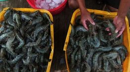 SCI Pastikan Udang Indonesia Tetap Aman dan Penuhi Standar Internasional