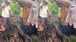 Kerangka Manusia di Dalam Pohon Aren Gegerkan Warga Pemalang