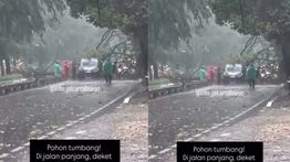 VIDEO: Pohon Tumbang Hantam Mobil di Kedoya