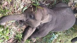 Polda Riau Usut Kematian Gajah Sumatera di Taman Nasional Tesso Nilo