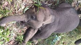 Balai TNTN Ungkap Penyebab Kematian Gajah Tari akibat Virus Herpes