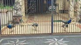 Dinas KPKP DKI Pastikan Burung Merak Viral di Duren Sawit Milik Bamsoet