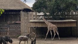 Pemkot Bandung Layangkan 3 Surat Tunggakan Sewa ke Bandung Zoo, Tak Direspons