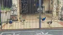 Ini Kata KPKP DKI soal Aturan Pemeliharaan Burung Merak Milik Bamsoet
