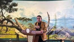 Menbud: 28.131 Fosil Dubois dari Belanda Akan Pulang ke Indonesia Tahun Ini