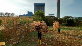 PLN Sulap Limbah Jagung jadi Listrik, Petani Tuban Raih Tambahan Penghasilan