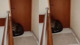 Macan Tutul Masuk ke Hotel di Bandung