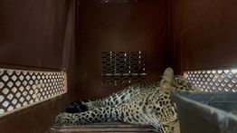 Evakuasi Macan Tutul yang Masuk Hotel di Bandung Berlangsung Selama 3 Jam