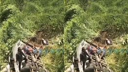 Rombongan Besan Asal Bogor Alami Kecelakaan di Lampung, 2 Orang Tewas