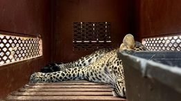 BBKSDA: Asal Macan Tutul yang Masuk Hotel di Bandung Belum Dipastikan dari Lembang Park Zoo