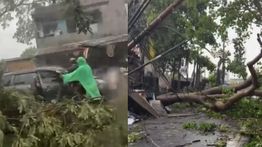 Hujan Deras Disertai Angin Kencang Terjang Tangsel, Pohon Tumbang Timpa Mobil dan Rumah Warga