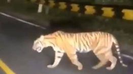 Kapolsek Semaka: Video Warga Dimangsa Harimau Adalah Hoaks