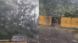 Pohon Tumbang Timpa Kendaraan di Tol Halim, Hujan Deras Landa Jakarta