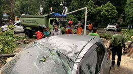 Mobil Kontraktor Ringsek Tertimpa Pohon di Halaman Kantor Wali Kota Jakarta Utara