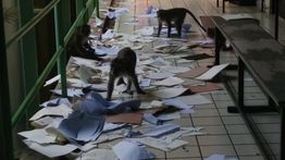 Aduh! Monyet Acak-acak Tugas Mahasiswa IPB Sampai Berserakan di Lorong Kampus