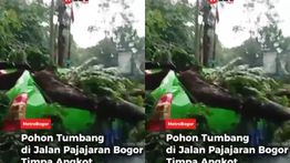 VIDEO: Pohon Besar Tumbang Timpa Angkot di Bogor, Sampai Ringsek