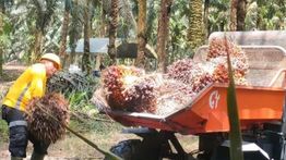 EUDR Jadi Peluang Industri Sawit Indonesia Masuki Pasar Global