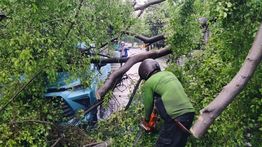 Polisi Sebut Tak Ada Korban Jiwa dalam Insiden Pohon Tumbang di Sawah Besar