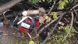 Pohon Tumbang Timpa Pengendara Motor di Jalan Leimena Makassar