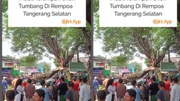 Pohon Tumbang Timpa Mobil Yaris Sampai Ringsek