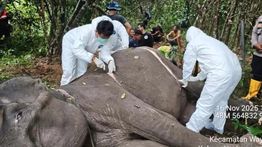 Gajah Betina 45 Tahun di Way Kambas Mati Usai Alami Penurunan Kesehatan