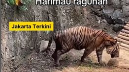Harimau Kurus di Ragunan Ternyata Punya Gubernur Pramono
