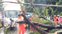 4 Mobil Tertimpa Pohon dan Tiang Listrik Tumbang  di Jaktim